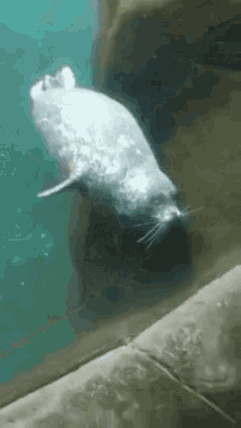 Blind Date Seal GIF - Blind Date Seal Funny Animals GIFs