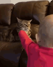 Cat Child GIF - Cat Child Unamused GIFs