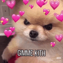 a pomeranian dog with pink hearts and the words gimme kith written on it .