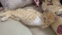a cat is laying on its back on a couch next to a pillow .