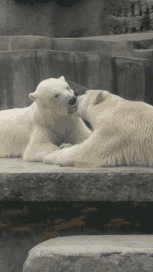 bears kiss polar bear lick animal