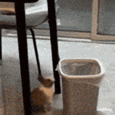 a cat standing next to a trash can under a table .