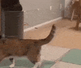 a cat is playing with a toy on the floor in a room .