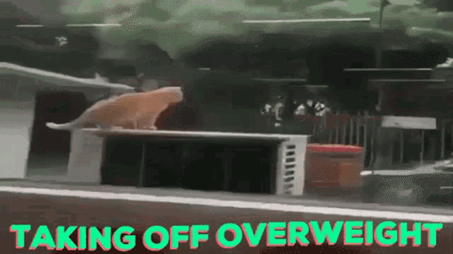 Take Off Overweight GIF - Take Off Overweight - Discover & Share GIFs