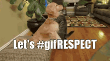 Let'S Gifrespect GIF - Gif Respect Cat Dog GIFs