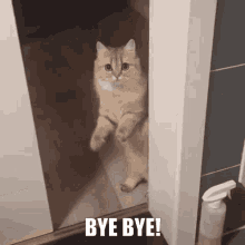 goodbye bye bye cat bye bye
