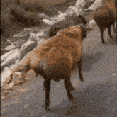 a herd of goats are walking down a road