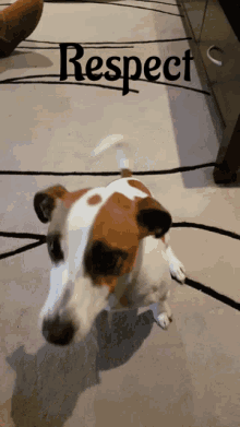 Puppy High Five GIF - Puppy High Five Dogs GIFs