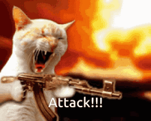 Cat Gun GIF - Cat Gun Attack GIFs