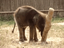 When You Realize You Need To Go On A Diet GIF - Fat Elephant Knock GIFs