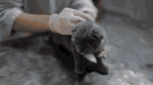 Do Indoor Cats Need Shots Every Year GIF - Do Indoor Cats Need Shots Every Year GIFs