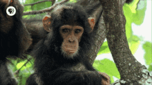 Chimp Tree GIF - Chimp Tree Baby GIFs