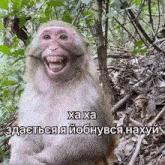 a monkey is making a funny face in the woods with a caption in a foreign language .