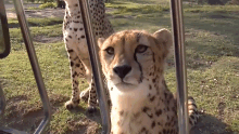 Cheetah GIF