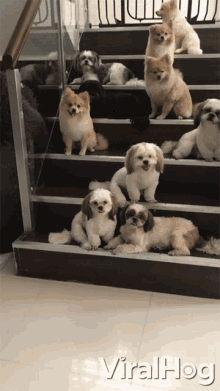 Behave Waiting GIF - Behave Waiting Pups GIFs