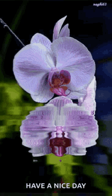 Flower Love GIF - Flower Love Orchid GIFs