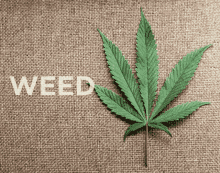 Pot Marijuana GIF - Pot Marijuana Weed GIFs