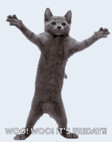 Dancing Friday GIF - Dancing Friday Cat GIFs