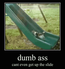 dumb stupid cat sertghoom