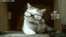 แมว งง ห้ะ GIF - Confused Cat Glasses Stare GIFs