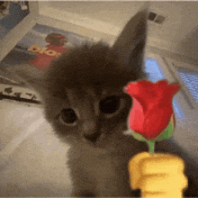a kitten is holding a stuffed rose in its paws