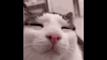 a close up of a cat 's face with its eyes closed and a red nose .