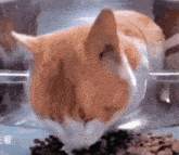 Cat Eating Then Looking At The Camera Meme GIF