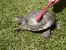 turtle itch scratch wiggle shell