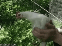 Funny Animals Chickens GIF