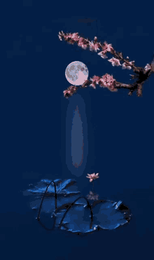 Moon Nurigallery GIF - Moon Nurigallery GIFs