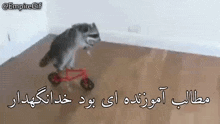 a raccoon is riding a bike on a wooden floor .