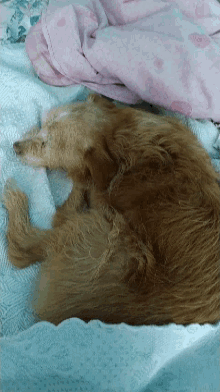 Sleep Sleeping Dog GIF - Sleep Sleeping Dog Cuteness GIFs