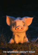 Confused Pig GIF