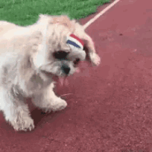 Dog Puppy GIF - Dog Puppy Running GIFs