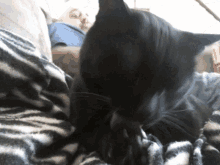 Cat Lick GIF - Cat Lick Black GIFs