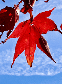 Fall Leaf GIF - Fall Leaf GIFs