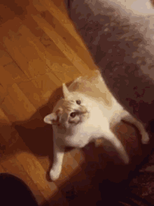 Floof Kitty GIF - Floof Kitty Cat GIFs
