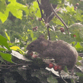 Eating Berries Viralhog GIF