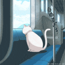 a white cat is sitting on a blue seat looking out the window