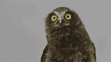 Owl Dance GIF - Owl Dance Looking GIFs