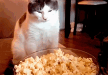 cat eating popcorn meme