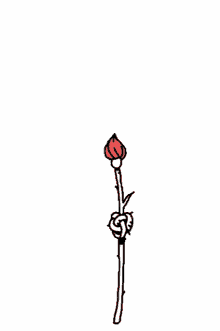 skeleton rose blooming rose loosen to bloom rose for you