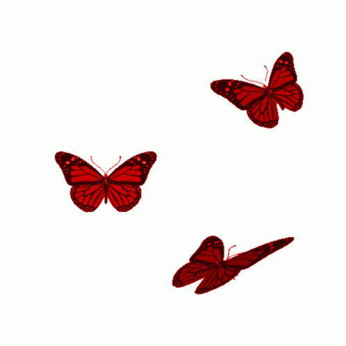 borboletas-butterflies.gif