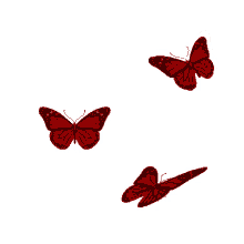 borboletas butterflies beautiful fly red butterflies