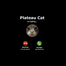 Plateau Plateau Client GIF - Plateau Plateau Client Plateau Cat GIFs