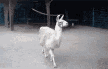 Fabulous GIF - Fabulous Llama GIFs