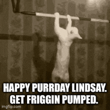 a cat is hanging from a bar with the words `` happy purrday lindsay get friggin pumped '' .
