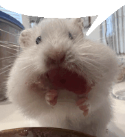 Hamster Speech Bubble Sticker