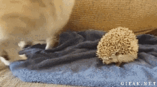 Hedgehog Cat GIF - Hedgehog Cat GIFs