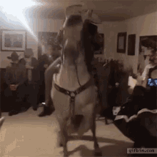 horse dance dancing horse in the living room